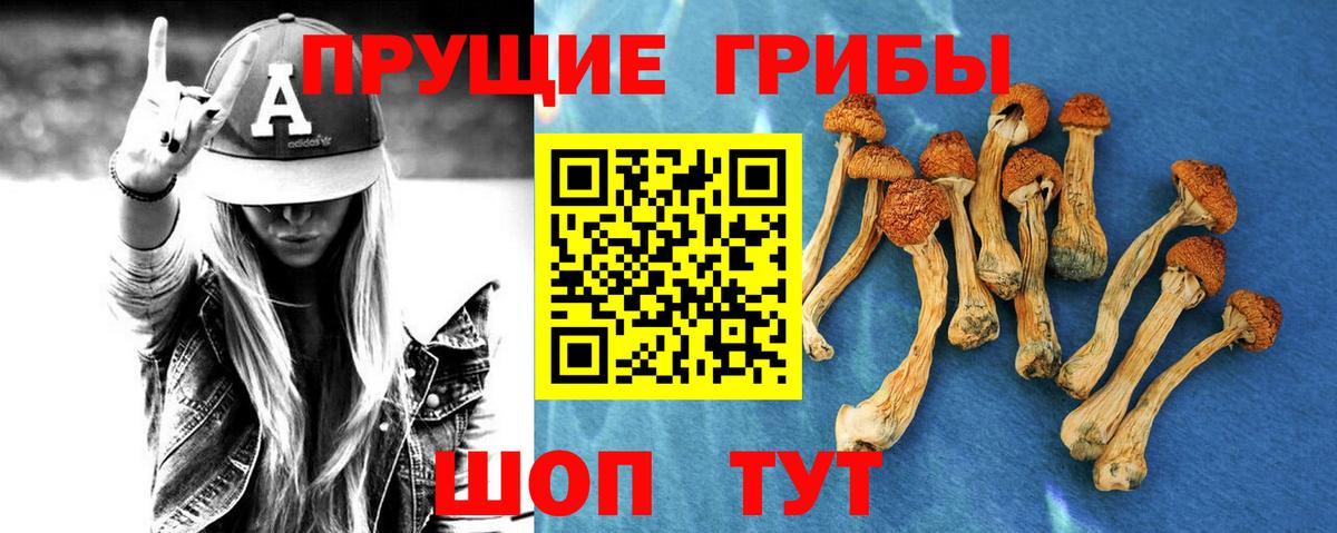 Псилоцибиновые грибы Psilocybine cubensis Семилуки